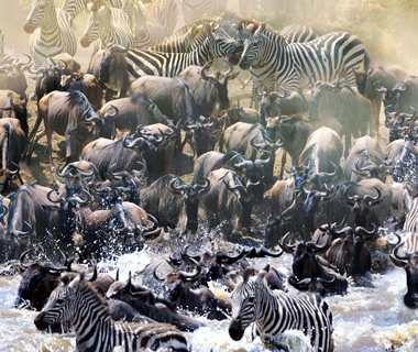 Migration Serengeti