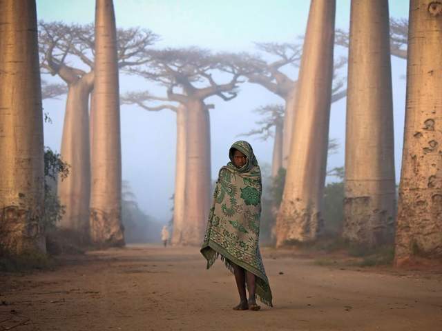 girl boabab tree madagascar